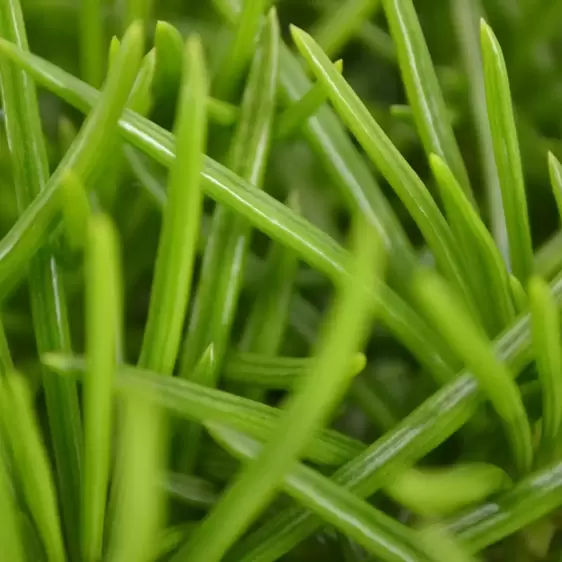 Senecio 'Himalaya' - Himalaya Highlands 12cm - image 3