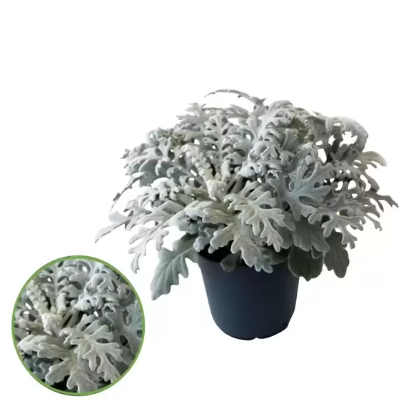 Senecio maritima 12cm - image 1