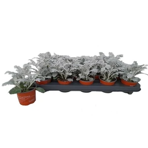 Senecio maritima 12cm - image 2
