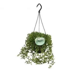 Senecio peregrinus - Jumping Dolphin 15cm Hanging Pot - image 2