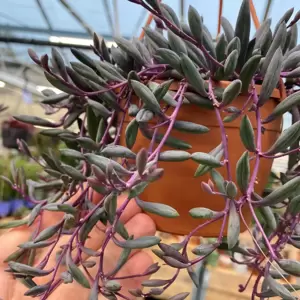 Senecio herreianus 'Purple Flush' 12cm Hanging Pot - image 3
