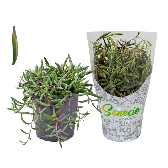 Senecio herreianus 'Purple Flush' 12cm - image 1