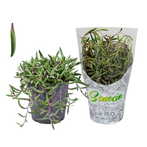 Senecio herreianus 'Purple Flush' 12cm - image 1