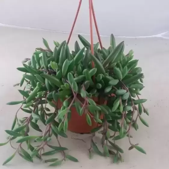 Senecio herreianus 'Purple Flush' 12cm Hanging Pot - image 2