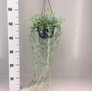 Senecio radicans - String of Bananas 14cm Hanging Pot - image 2