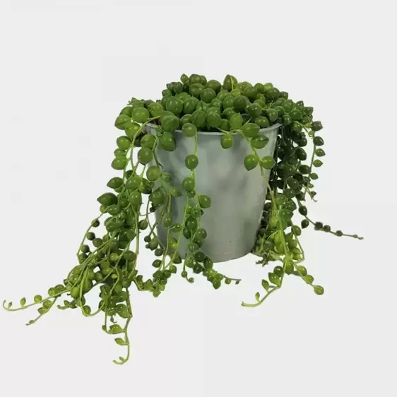 Senecio rowleyanus 12cm - image 1