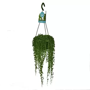 Senecio rowleyanus 14cm Hanging Pot