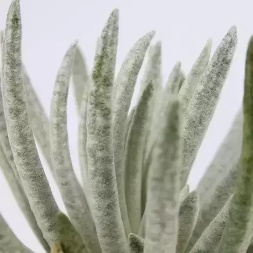 Senecio scaposus - Snow Peaks 12cm - image 2