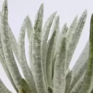 Senecio scaposus - Snow Peaks 10.5cm