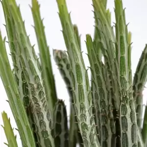 Senecio stapeliiformis - image 2