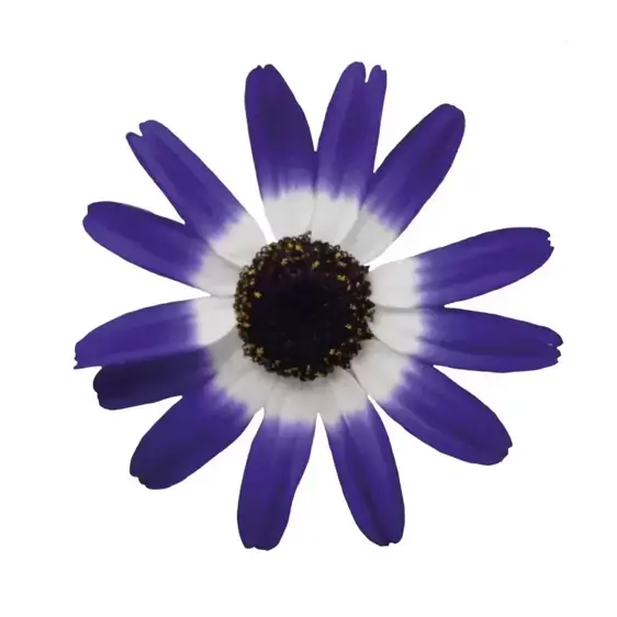Senetti 'Blue Bicolour' 1L - image 1
