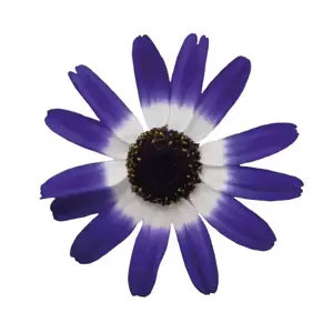 Senetti 'Blue Bicolour' 1L - image 1