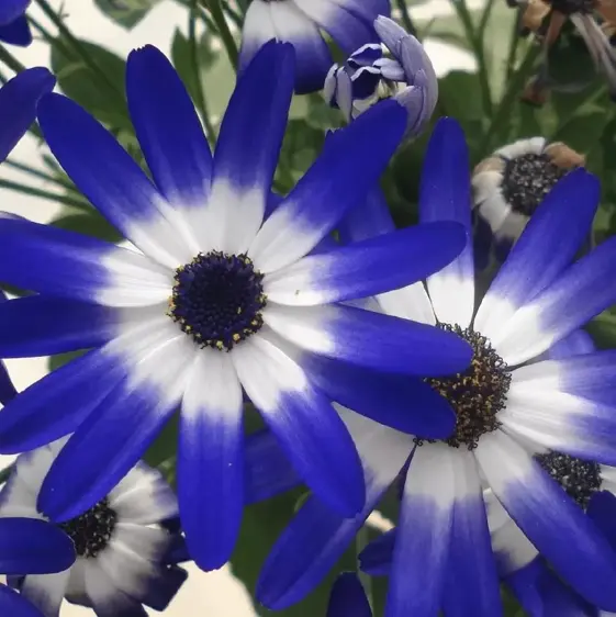 Senetti 'Blue Bicolour' 1L - image 3