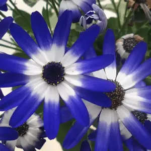 Senetti 'Blue Bicolour' 1L - image 3