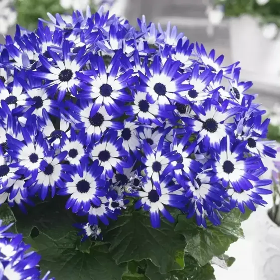 Senetti 'Blue Bicolour' 1L - image 2