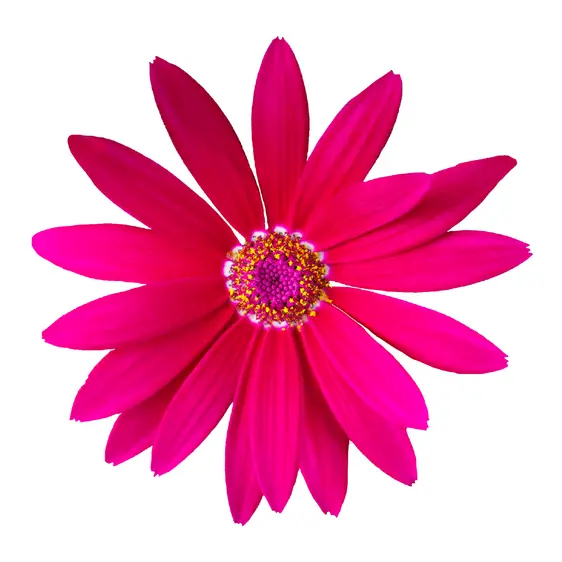 Senetti 'Bright Carmine' 1L - image 1