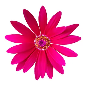 Senetti 'Bright Carmine' 1L - image 1