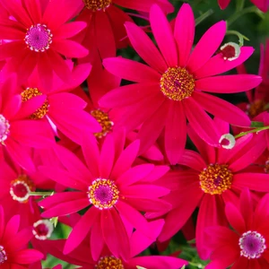 Senetti 'Bright Carmine' 1L - image 2