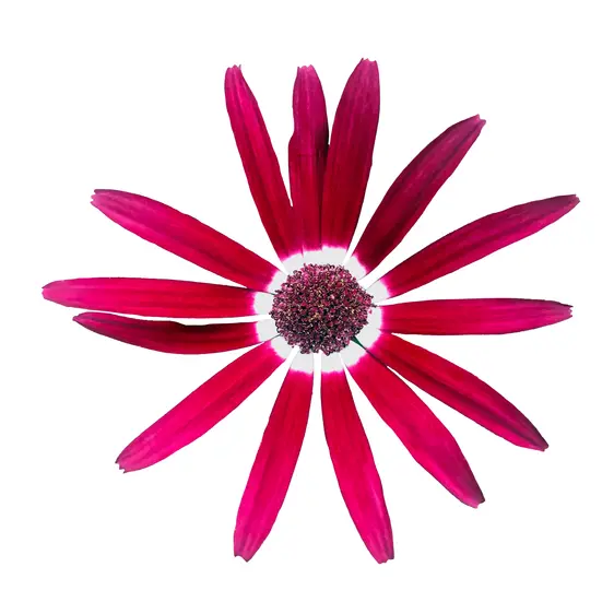 Senetti 'Dark Red Bicolour' 1L - image 1