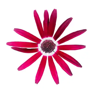 Senetti 'Dark Red Bicolour' 1L - image 1