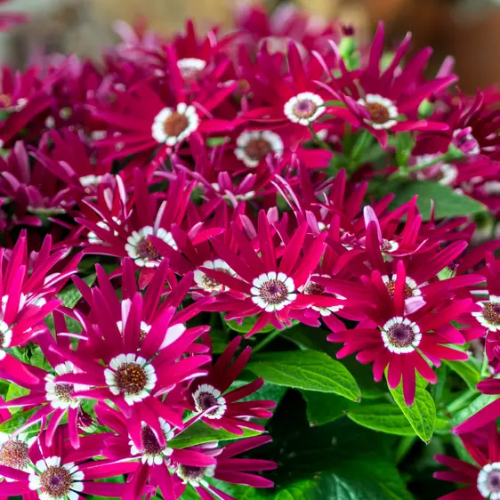 Senetti 'Dark Red Bicolour' 1L - image 3