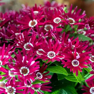Senetti 'Dark Red Bicolour' 1L - image 3