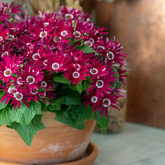 Senetti 'Dark Red Bicolour' 1L - image 2