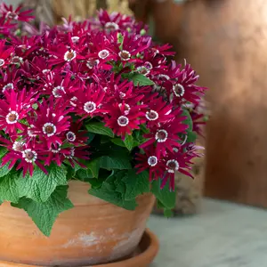 Senetti 'Dark Red Bicolour' 1L - image 2