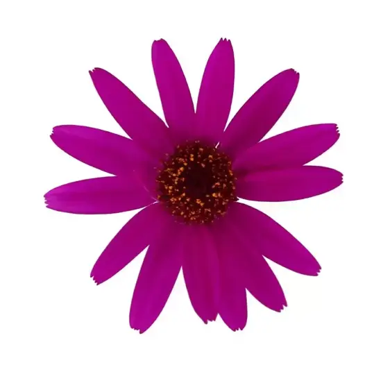 Senetti 'Magenta' 1L - image 1