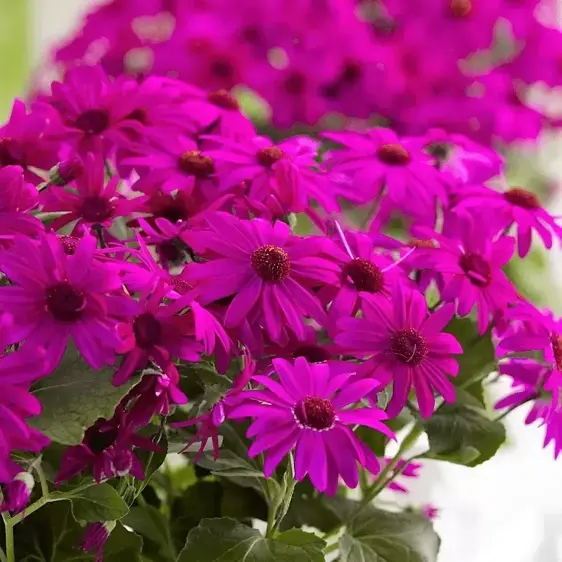 Senetti 'Magenta' 1L - image 2