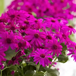 Senetti 'Magenta' 1L - image 2