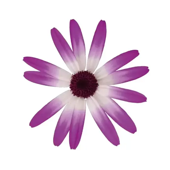 Senetti 'Magenta Bicolour' 1L - image 1