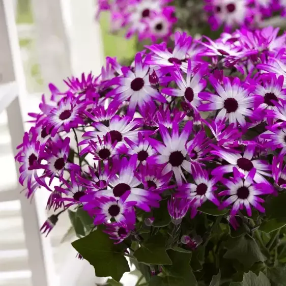 Senetti 'Magenta Bicolour' 1L - image 2