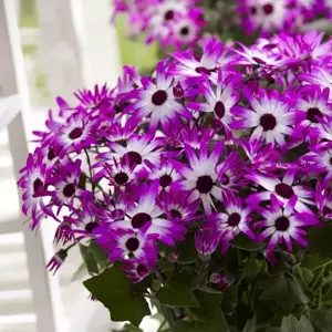 Senetti 'Magenta Bicolour' 1L - image 2