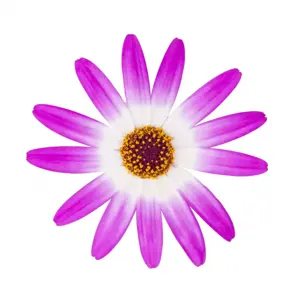 Senetti 'Pink Bicolour' 1L - image 1