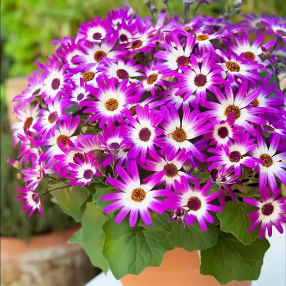 Senetti 'Pink Bicolour' 1L - image 2