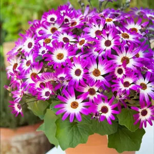 Senetti 'Pink Bicolour' 1L - image 2