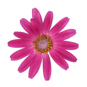 Senetti 'Red' 1L - image 1