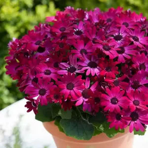 Senetti 'Red' 1L - image 2