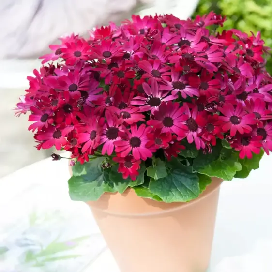 Senetti 'Red' 1L - image 3