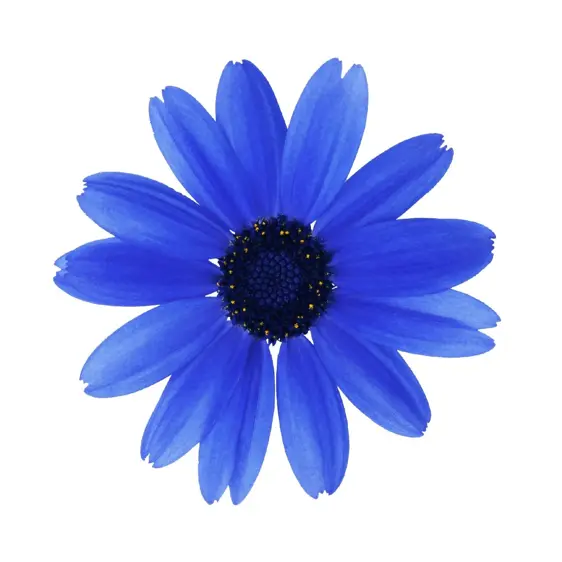 Senetti 'Super Blue' 1L - image 1