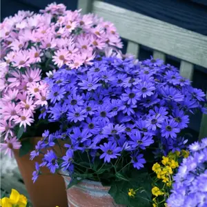 Senetti 'Super Blue' 1L - image 2