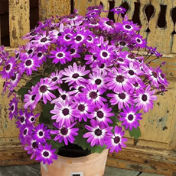 Senetti 'Violet Bicolour' 2L - image 2