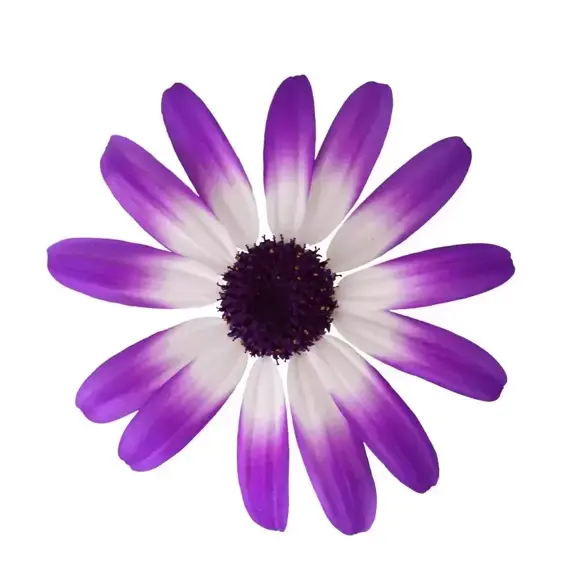 Senetti 'Violet Bicolour' 2L - image 1