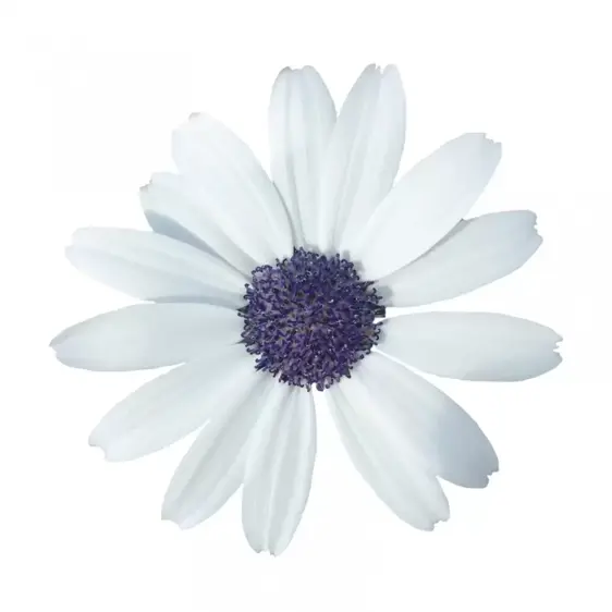 Senetti 'White' 1L - image 1