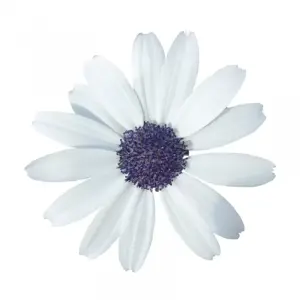 Senetti 'White' 1L - image 1