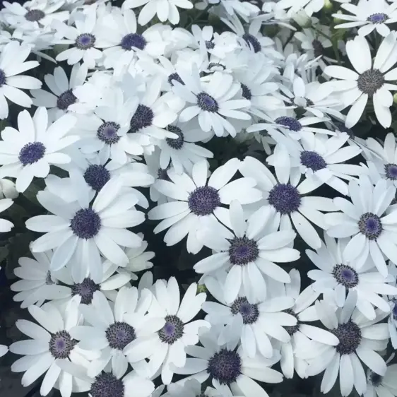 Senetti 'White' 1L - image 2