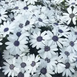 Senetti 'White' 1L - image 2