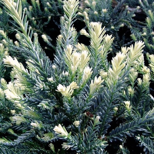 Sequoia sempervirens 'Adpressa' - image 1