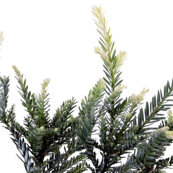 Sequoia sempervirens 'Adpressa' - image 2